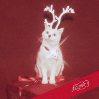 ���ι̽����� �Ͼ� �׸��� �Ǻ� 