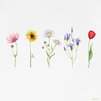 wildflower  �Ǻ�
