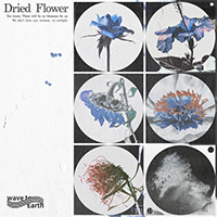 driedflower  Ǻ