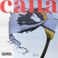 calla  Ǻ